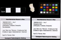 Foto (Objekt + Etiketten) von Culmenformosa sp. 